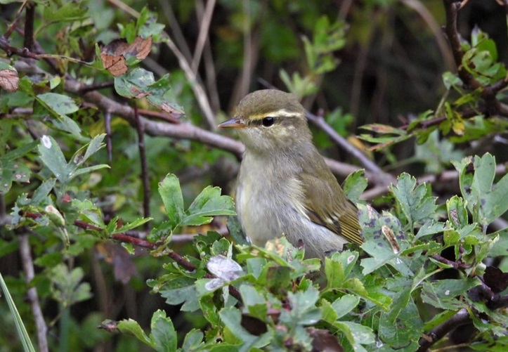 Arctic warbler - Hazel Wiseman.