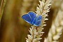 Common Blue - Hazel Wiseman.