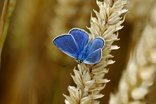 Common Blue - Hazel Wiseman.