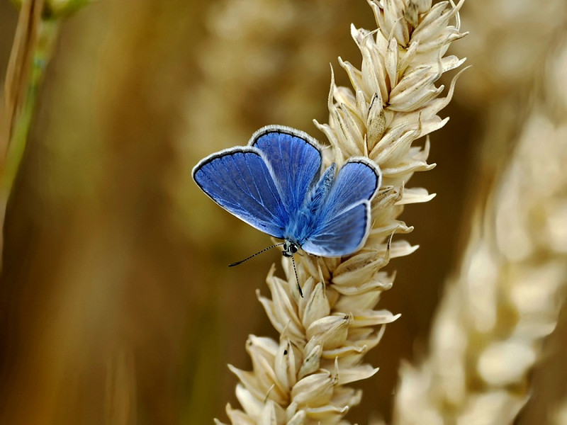Common Blue - Hazel Wiseman.