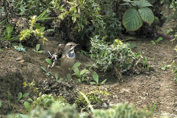 Bird sightings Wednesday, 21 October 2026