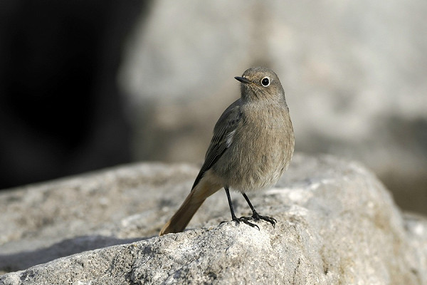 Bird sightings Tuesday, 27 October 2026