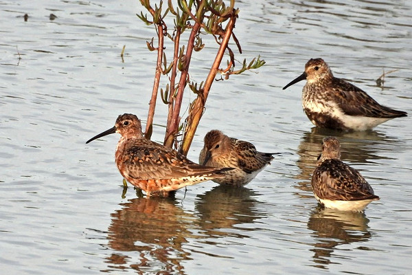 Curlew Sandpipers and Dunlin - Hazel Wiseman.