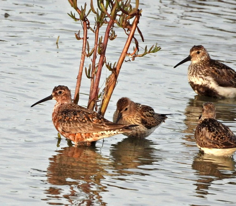 Curlew Sandpipers and Dunlin - Hazel Wiseman.