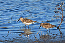 Dunlins - Hazel Wiseman.