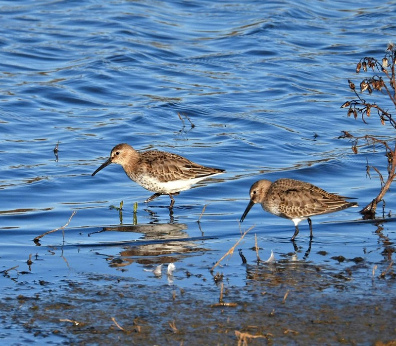 Dunlins - Hazel Wiseman.