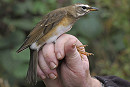 Eyebrowed Thrush - Hazel Wiseman.