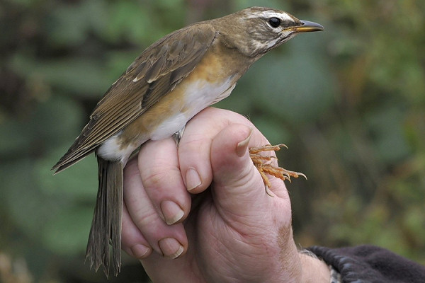 Bird sightings Tuesday, 29 September 2026