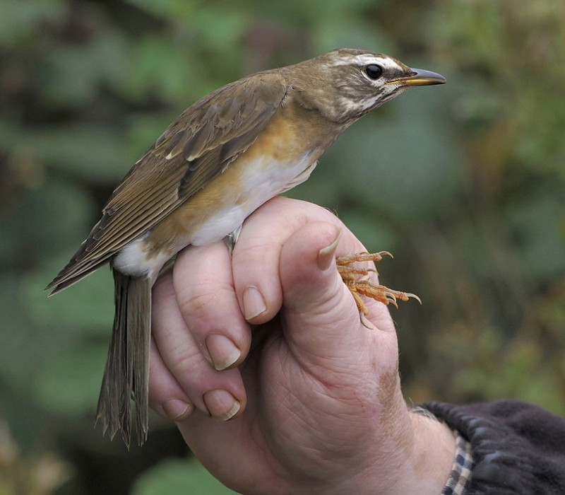 Eyebrowed Thrush - Hazel Wiseman.