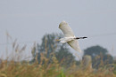 Great White Egret - Harry Appleyard.