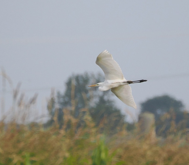 Great White Egret - Harry Appleyard.