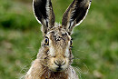 Hare - Hazel Wiseman.
