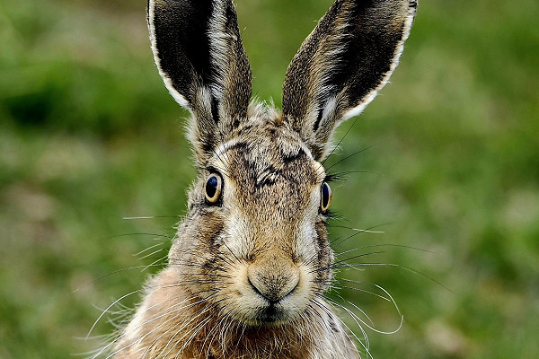 Hare - Hazel Wiseman.