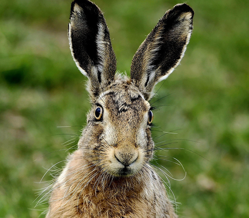 Hare - Hazel Wiseman.