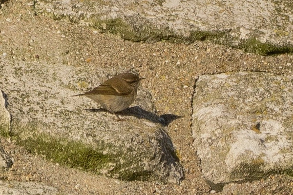 Hume's Warbler - Hazel Wiseman.
