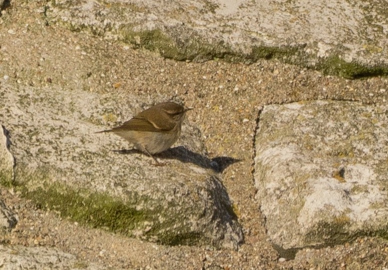 Hume's Warbler - Hazel Wiseman.