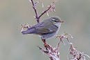 Arctic Warbler - Henry Wyn-Jones.