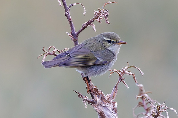 Bird sightings Saturday, 05 October 2024