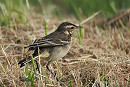 Yellow Wagtail - Harry Appleyard..