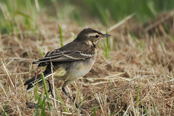 Yellow Wagtail - Harry Appleyard..