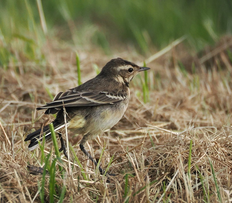 Yellow Wagtail - Harry Appleyard..