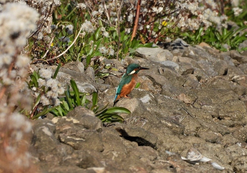 Kingfisher - Hazel Wiseman.