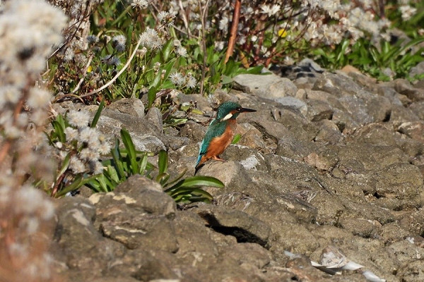 Kingfisher - Hazel Wiseman.