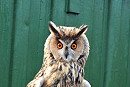 Long-eared Owl - Hazel Wiseman.