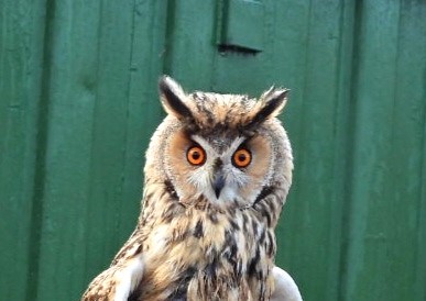 Long-eared Owl - Hazel Wiseman.