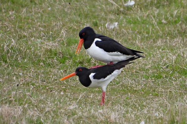 Oystercatcher getting into the spirit of the spring. Hazel Wiseman.