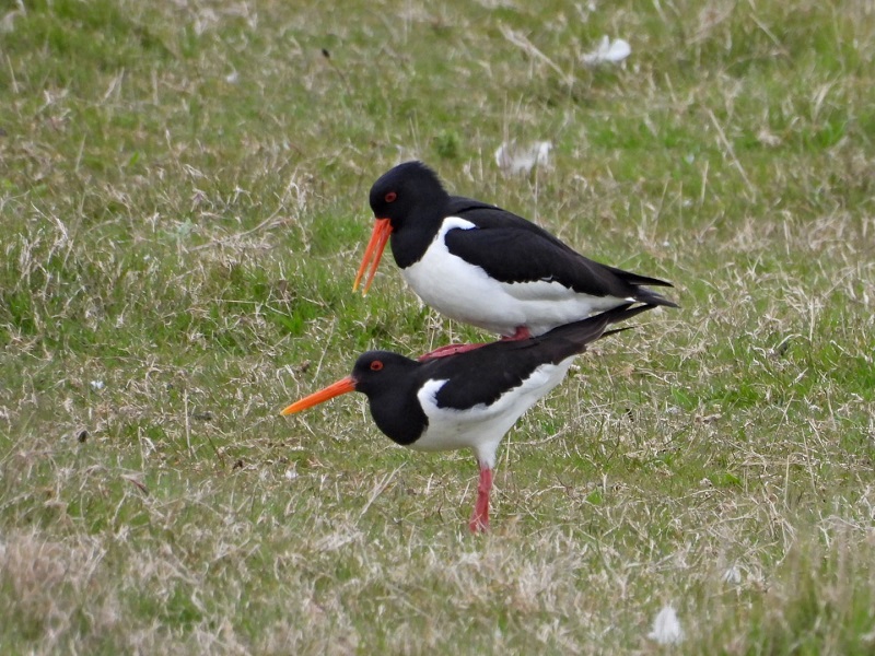 Oystercatcher getting into the spirit of the spring. Hazel Wiseman.