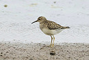 Pectoral Sandpiper - Hazel Wiseman.
