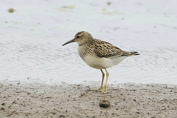 Bird sightings Friday, 04 September 2026