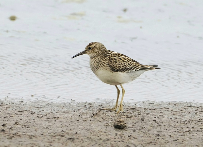 Pectoral Sandpiper - Hazel Wiseman.