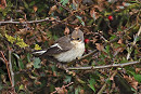 Pied Flycatcher - Hazel Wiseman.