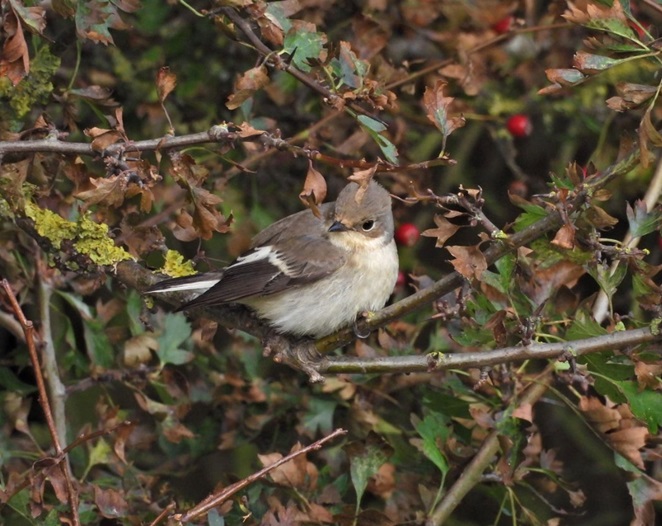 Pied Flycatcher - Hazel Wiseman.