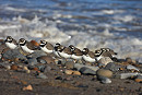 Ringed Plovers - Hazel Wiseman.