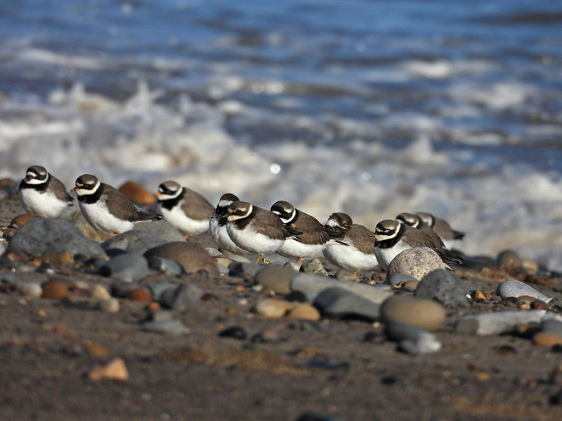 Ringed Plovers - Hazel Wiseman.