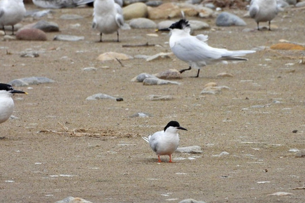 Roseate Tern - Hazel Wiseman.  Almost daily records at the moment in the ponds area.