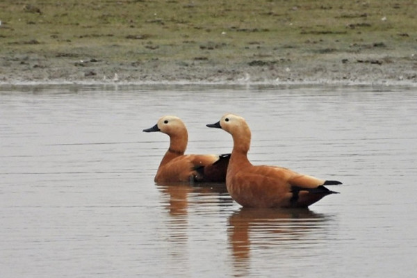 Ruddy Shelducks - Hazel Wiseman.