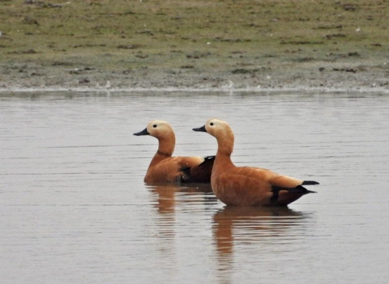 Ruddy Shelducks - Hazel Wiseman.