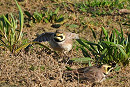 Shore Larks - Hazel Wiseman.