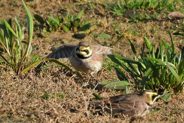 Bird sightings Monday, 25 November 2024