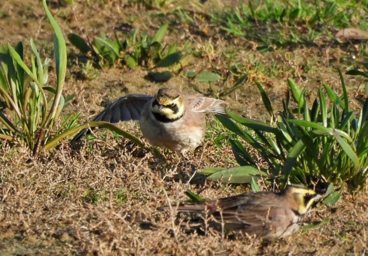 Shore Larks - Hazel Wiseman.