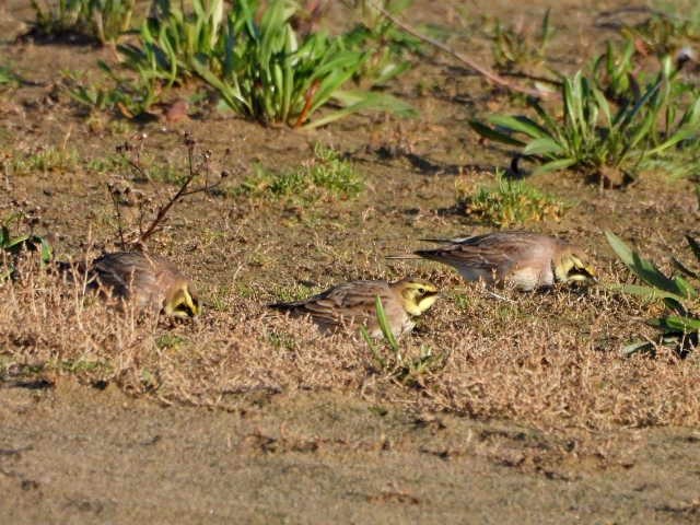 Shore Larks - Hazel Wiseman.