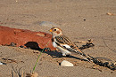 Snow Bunting - Hazel Wiseman.