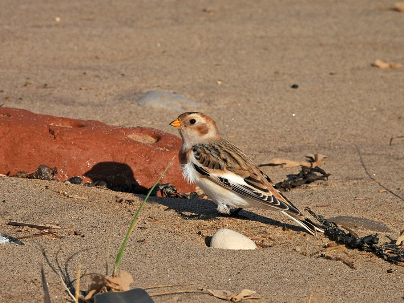 Snow Bunting - Hazel Wiseman.