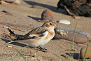 Snow Bunting - Hazel Wiseman.