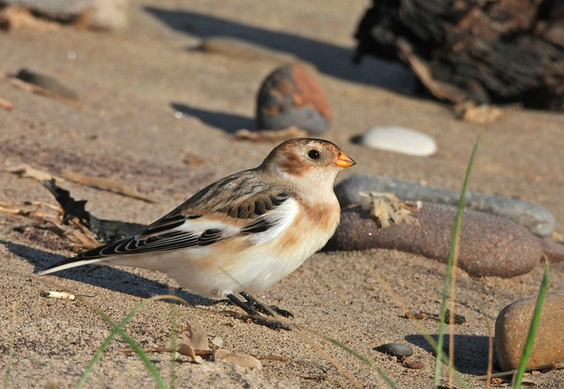 Snow Bunting - Hazel Wiseman.