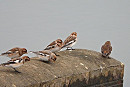 Snow Buntings- Hazel Wiseman.